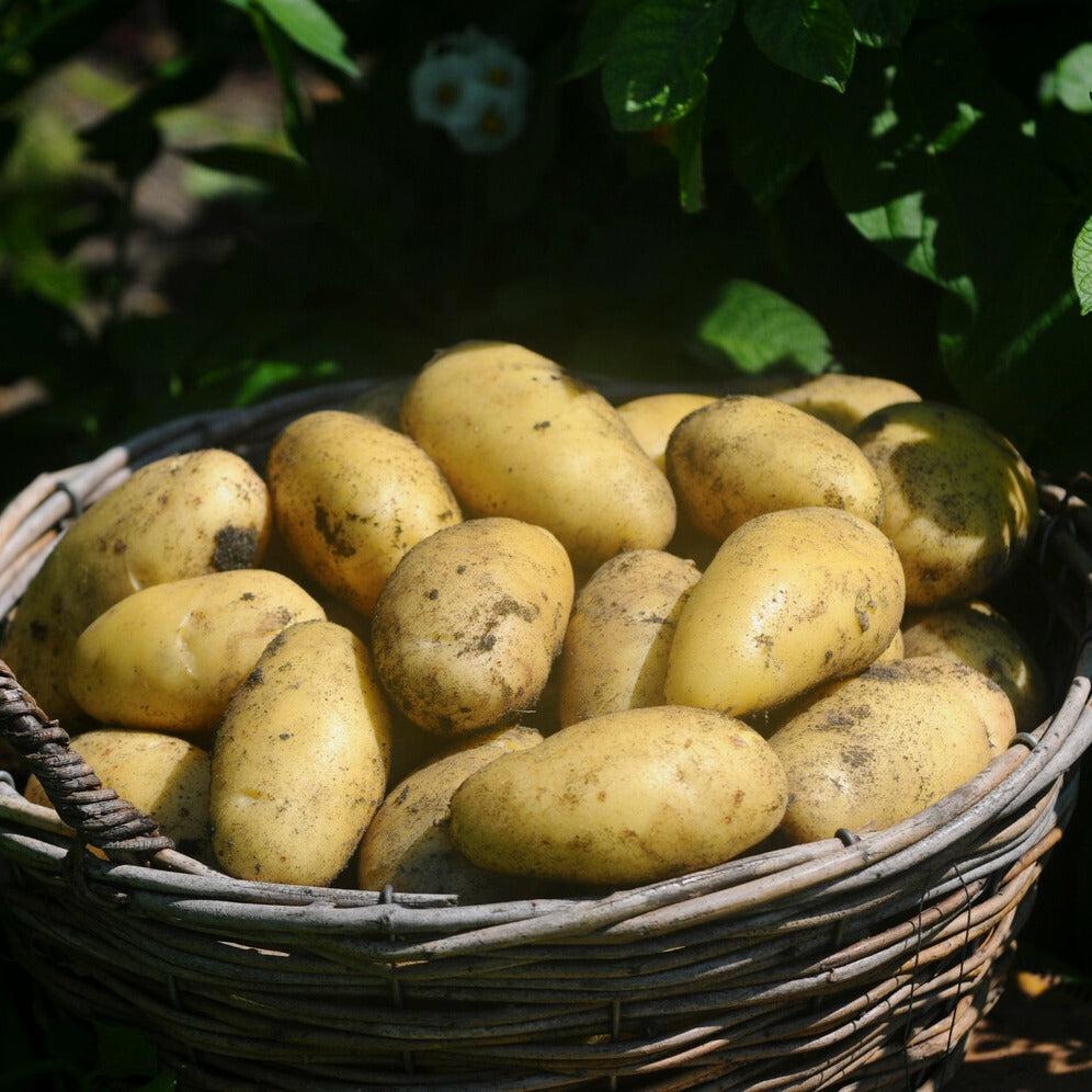 Kartoffel 'Annabelle' - Solanum tuberosum annabelle - Bakker