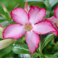 Adenium obesum - Wüstenrose - Zimmerpflanzen