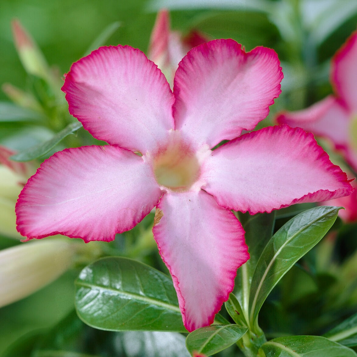 Adenium obesum - Wüstenrose - Zimmerpflanzen