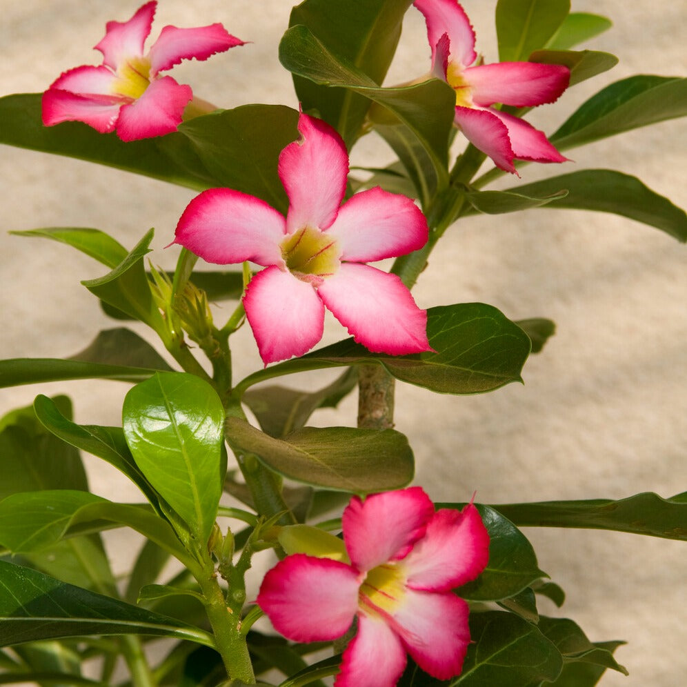 Wüstenrose - Adenium obesum - Bakker
