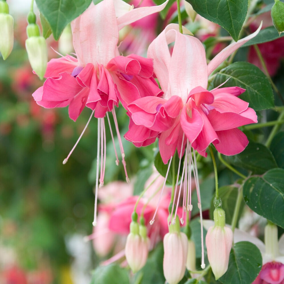 Pflanzenpakete für Terrassen und Balkone - Fuchsien Mischung (Bicentennial, Dark Eyes, Bella Rosel) (x6) - Fuchsia Bicentennial, Dark Eyes, Bella Rosella