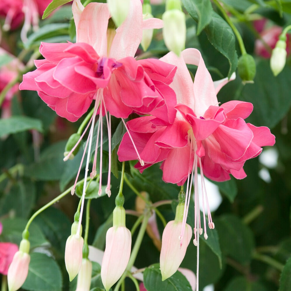 Fuchsie 'Bella Rosella' (x3) - Fuchsia Bella Rosella - Bakker