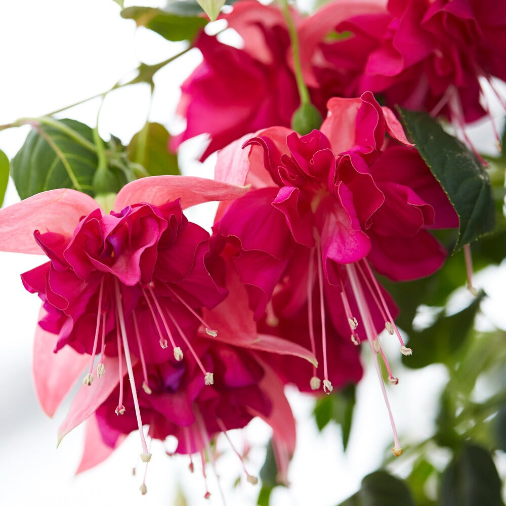 Fuchsia Bella Rosella - Fuchsie 'Bella Rosella' (x3) - Sommerblumen