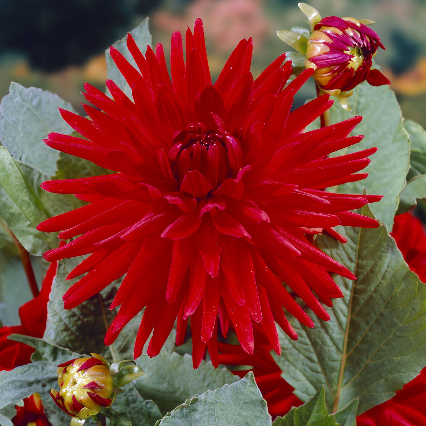 Dahlien-Zwiebeln - Dahlie Red Pigmy (x3) - Dahlia Red Pigmy