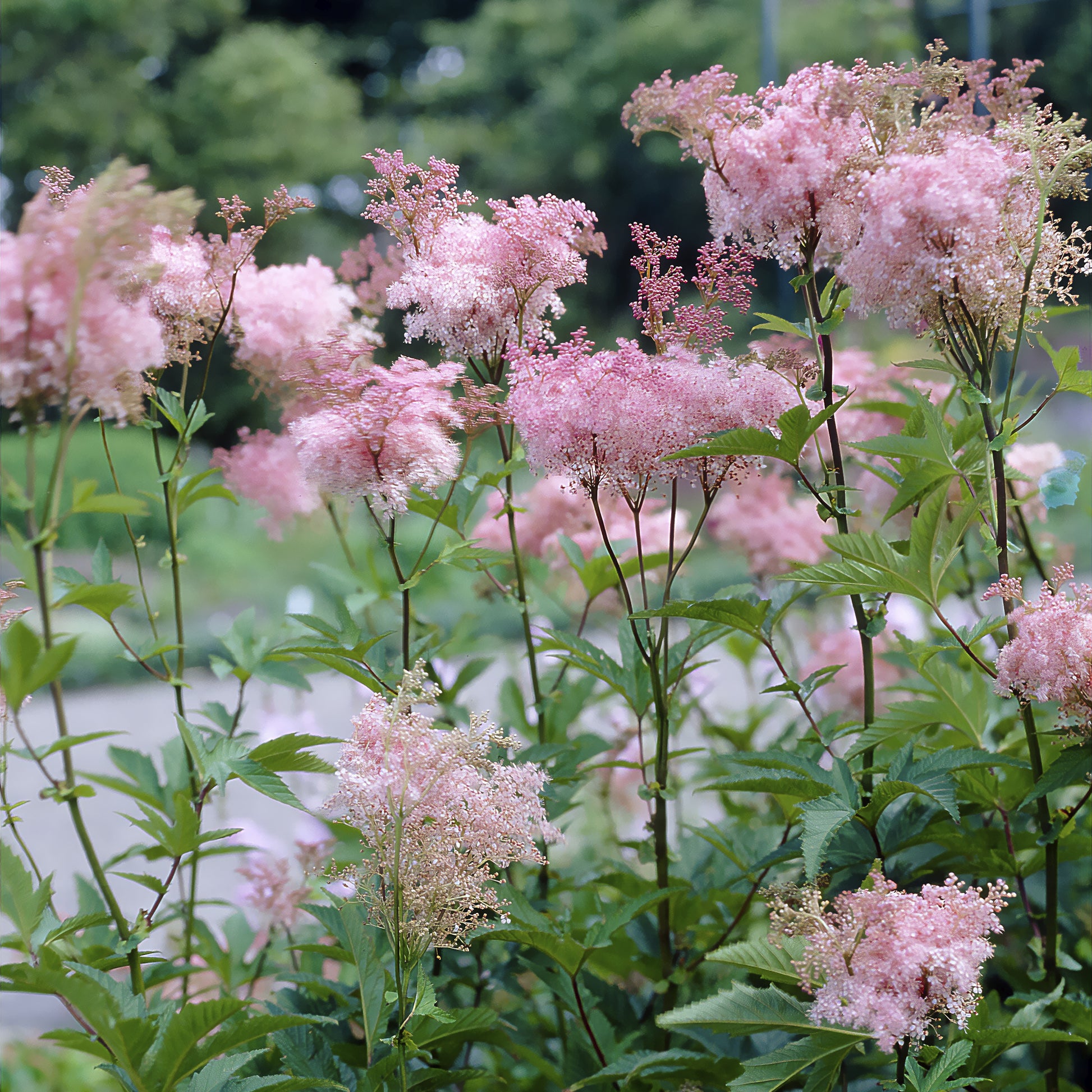Purpur-Mädesüß ‘Elegans’ - Filipendula purpurea Elegans - Bakker