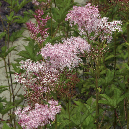 Purpur-Mädesüß ‘Elegans’ - Bakker
