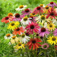 Sonnenhut Butterfly Mischung (x5) - Bakker
