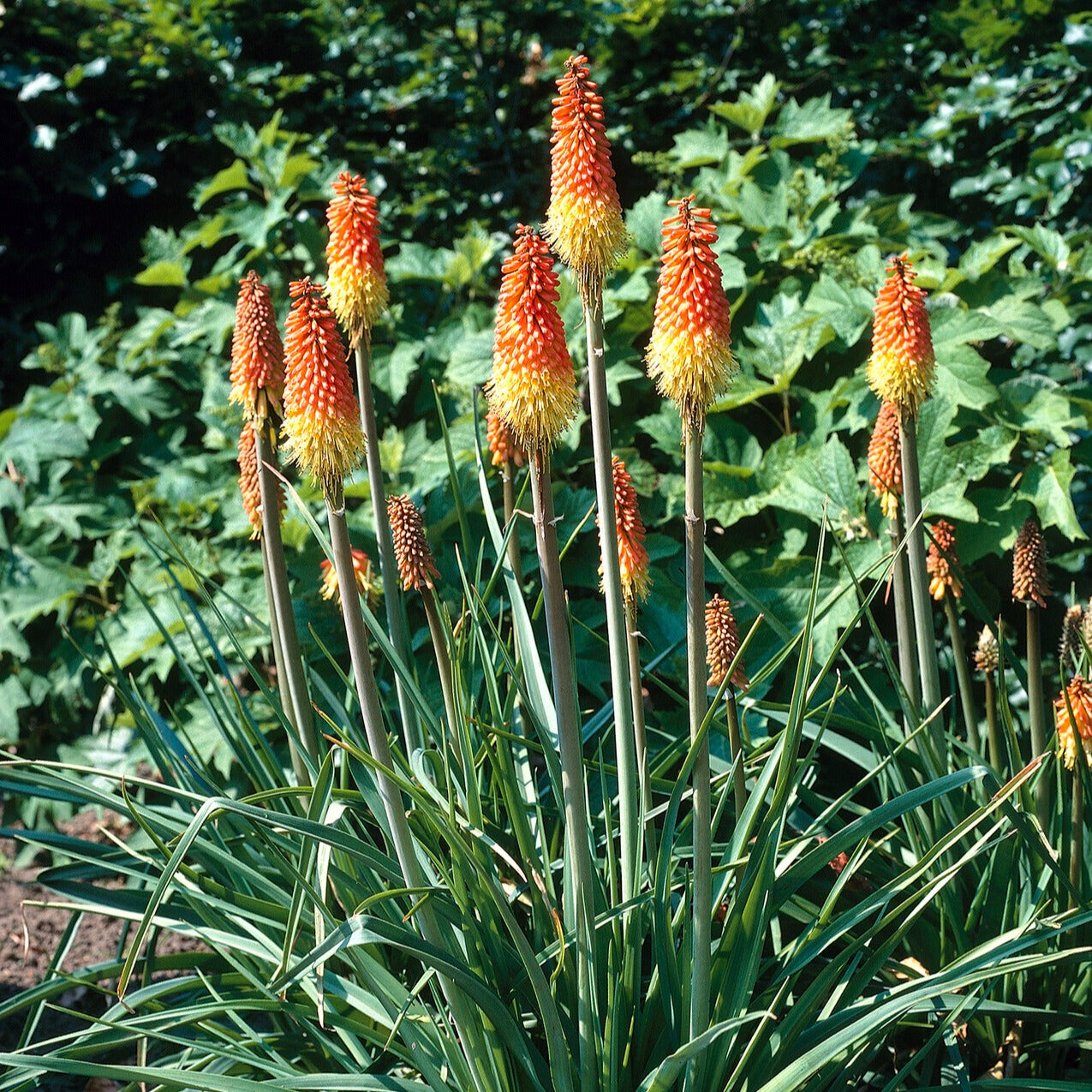 Fackellilie (x5) - Bakker