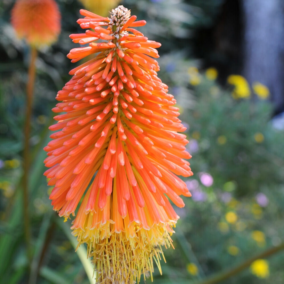 Kniphofia uvaria - Fackellilie (x5) - Kniphofia