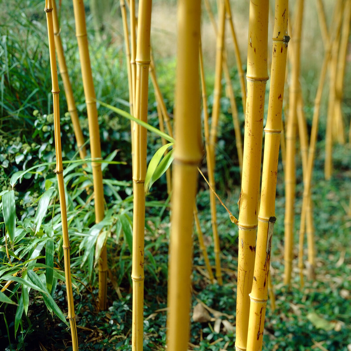 Gelber Laufbambus - Phyllostachys aureosulcata aureocaulis - Bakker