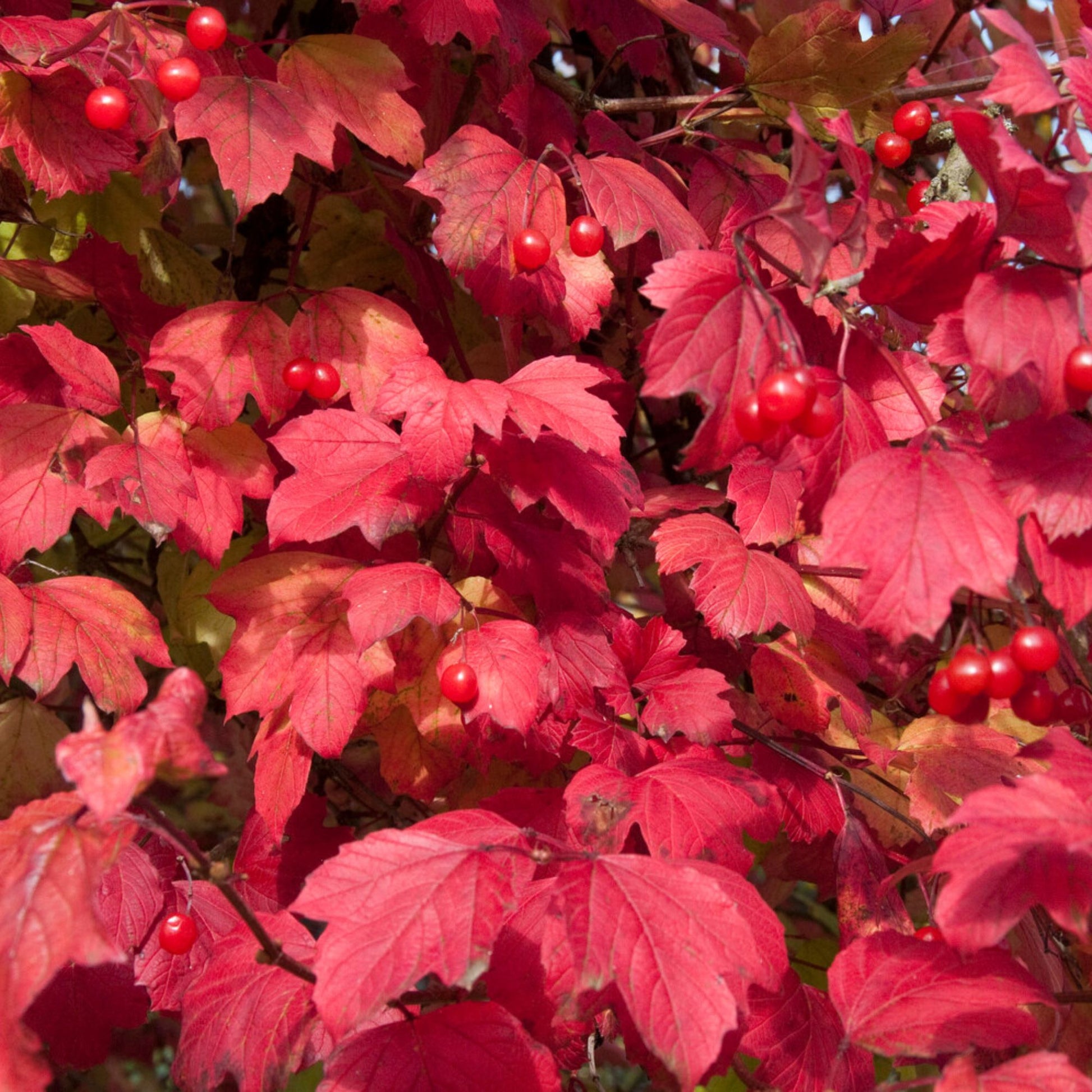 Schneeball ‘Roseum’ - Viburnum - Bakker