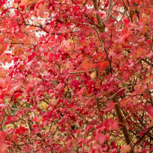 Verkauf Schneeball ‘Roseum’ - Viburnum