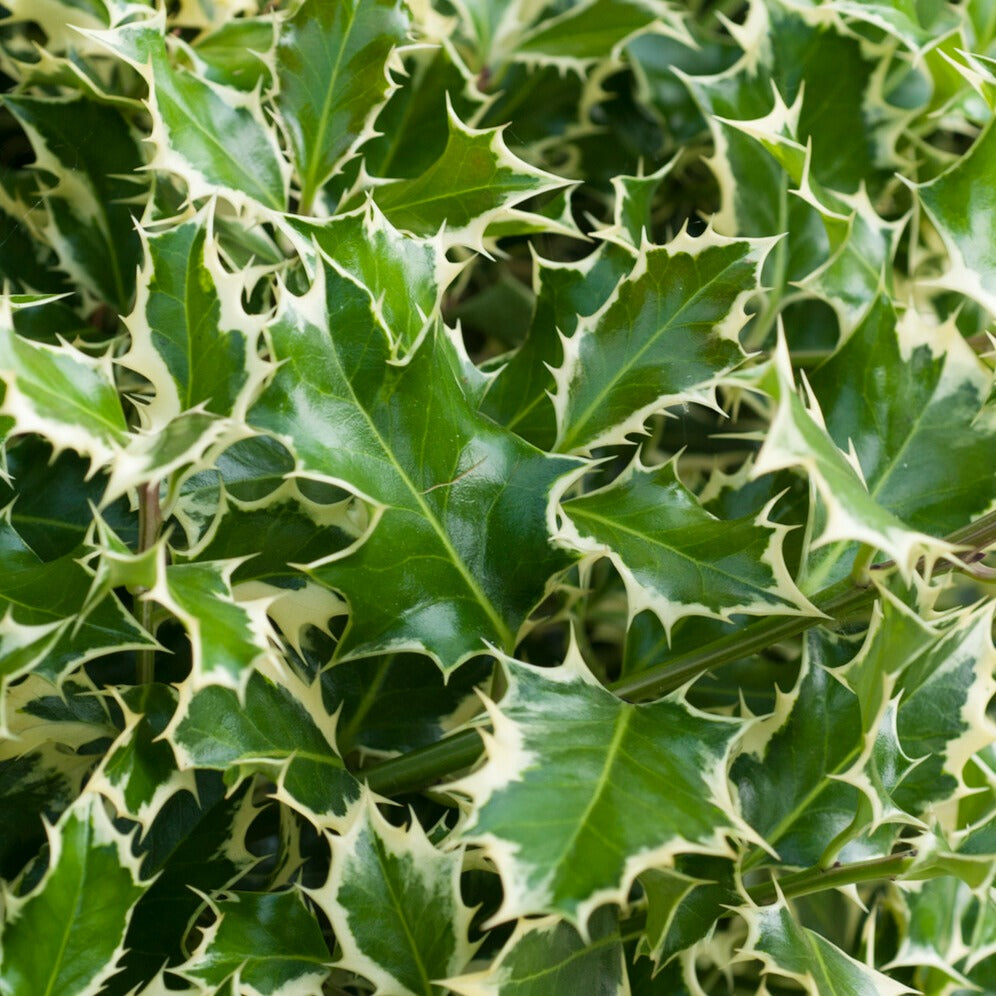Silberbunte Stechpalme - Ilex aquifolium Argentea Marginata - Bakker