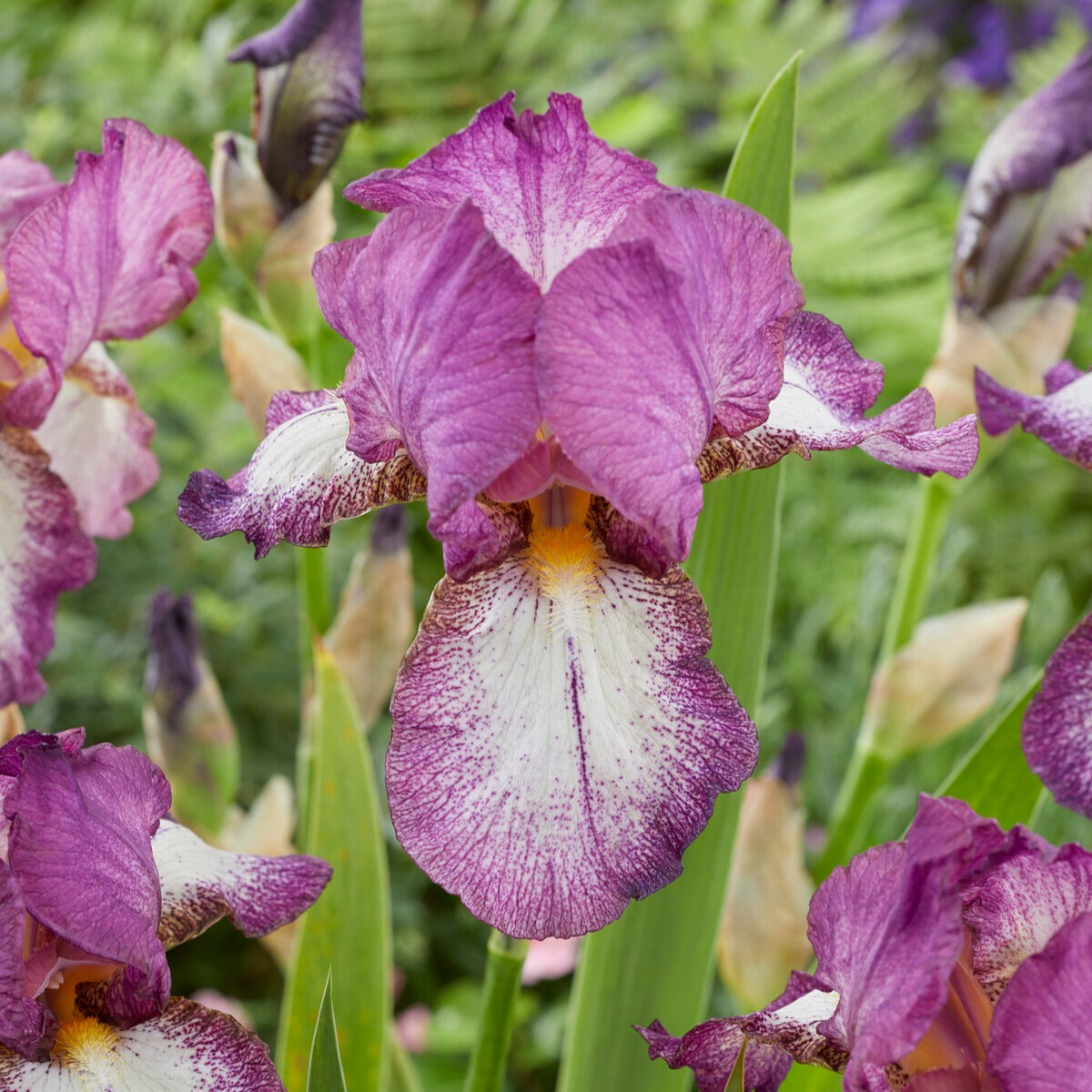 Iris germanica autumn encore, lovely again - Bart-Iris Kollektion ‘Autumn Encore’ & ‘Lovely Again’ (x6) - Iris germanica - Deutsche Schwertlilie