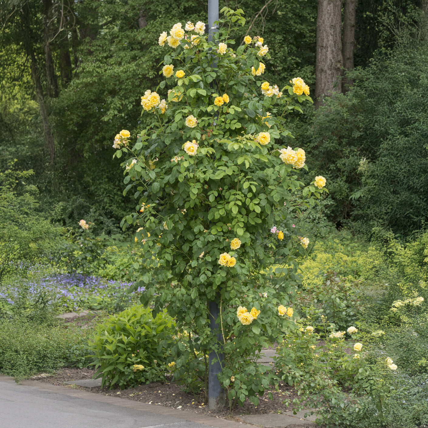 Kletterrosen Mischung (Ronsard, Golden Gate, Santana) (x3) - Rosa 'golden gate', 'santana', 'ronsard' - Bakker