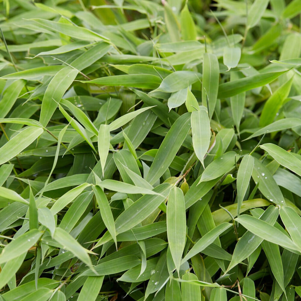 Fargesia murielae - Bambus (nicht wuchernd) - Nicht-invasive Bambusse