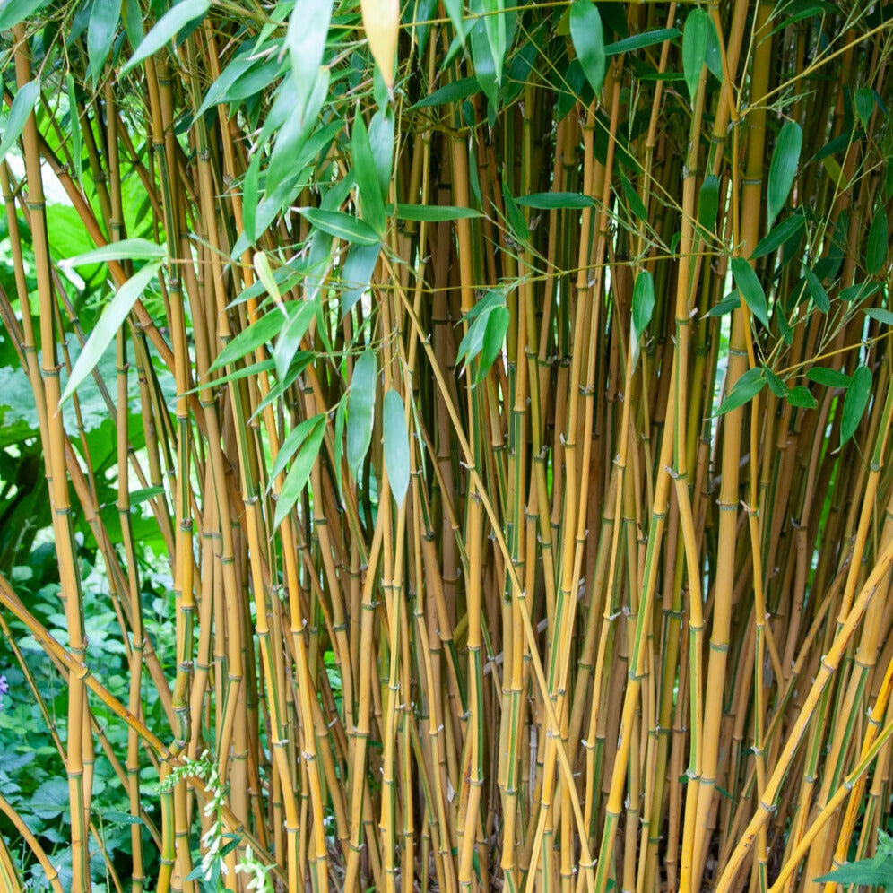 Phyllostachys aureosulcata spectabilis - Bambus ‘Aureosulcata Spectabilis’ - Bambus
