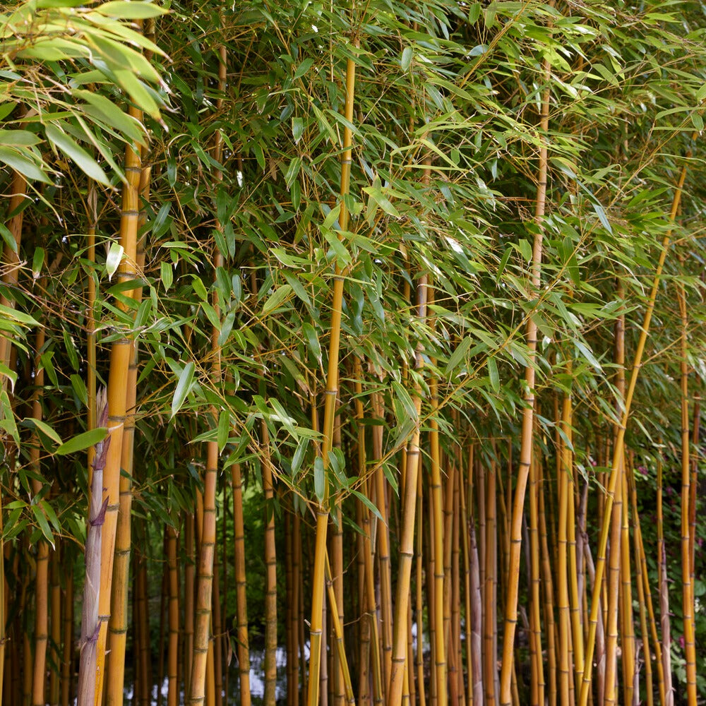 Verkauf Bambus ‘Aureosulcata Spectabilis’ - Phyllostachys aureosulcata spectabilis