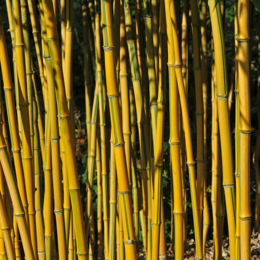 Bambus ‘Aureosulcata Spectabilis’ - Phyllostachys aureosulcata spectabilis - Bakker