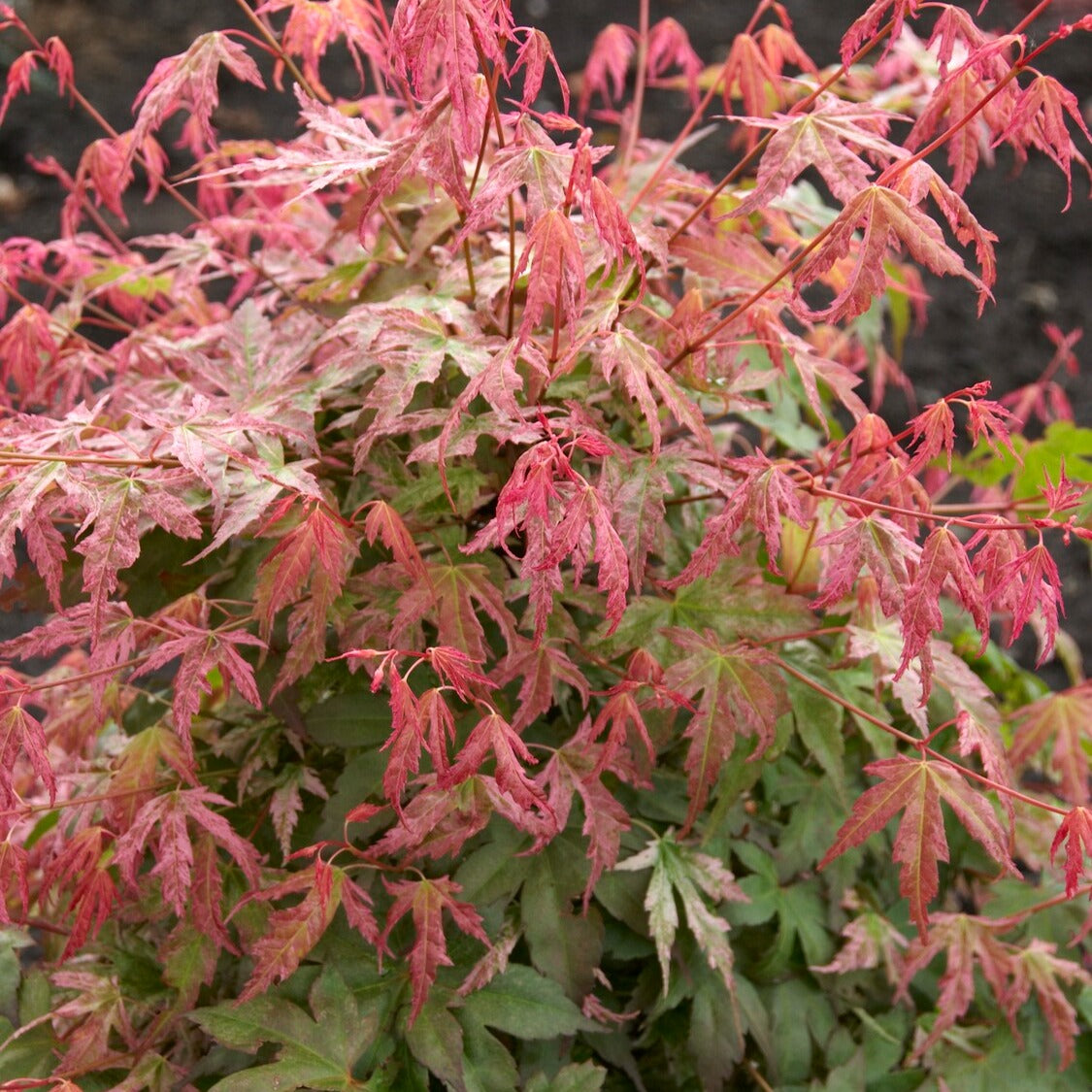 Acer palmatum phoenix - Fächerahorn Phoenix - Japanischer Ahorn