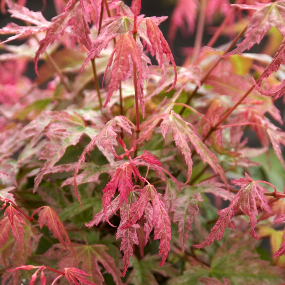 Fächerahorn Phoenix - Acer palmatum phoenix - Bakker