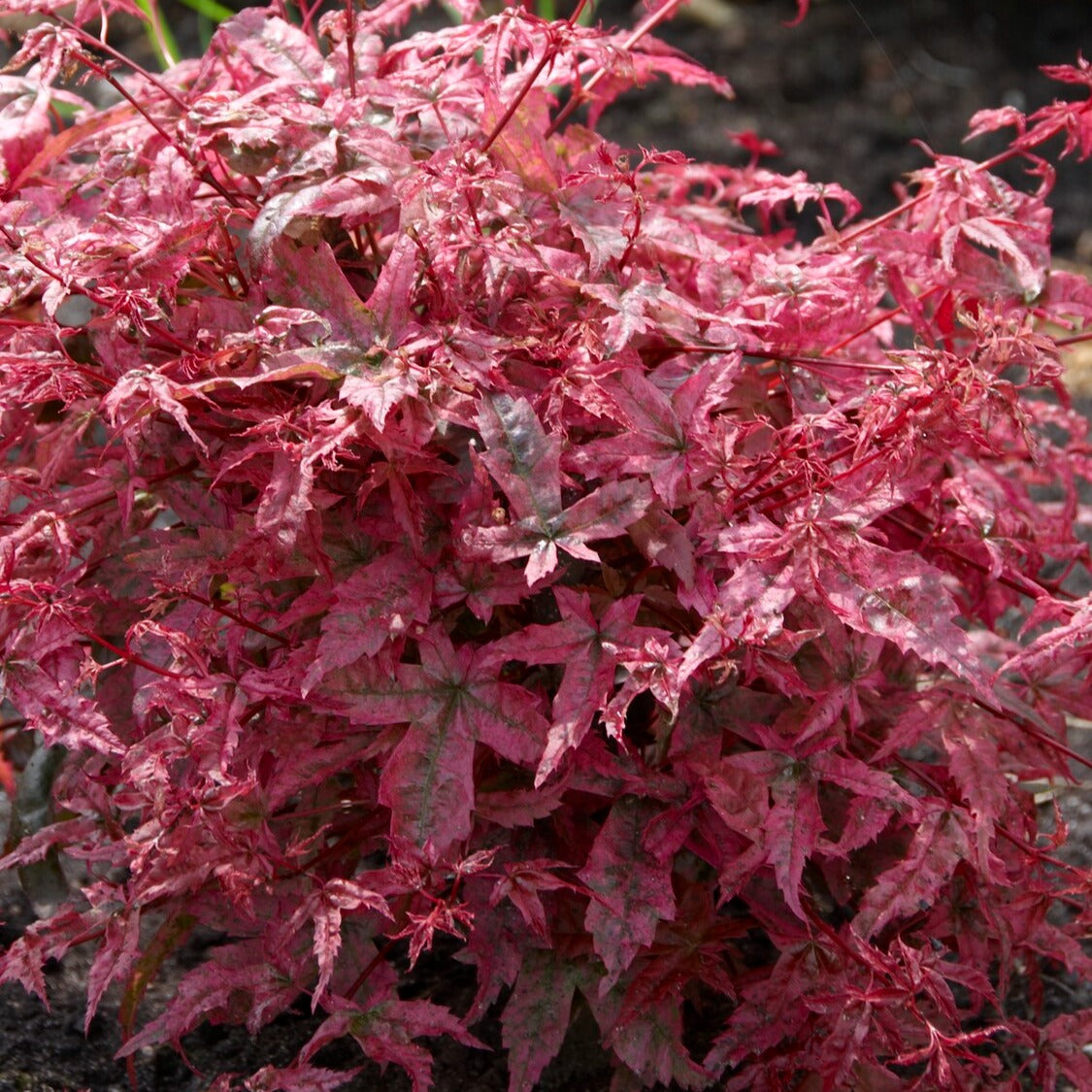 Verkauf Fächerahorn 'Beni-maiko' - Acer palmatum Beni Maiko