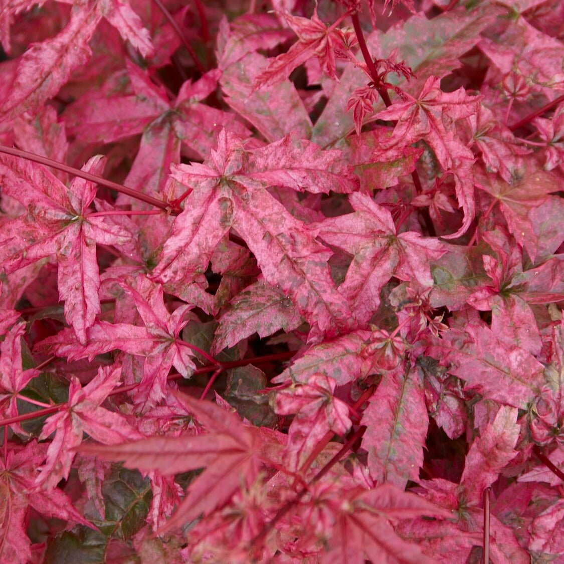 Acer palmatum Beni Maiko - Fächerahorn 'Beni-maiko' - Japanischer Ahorn