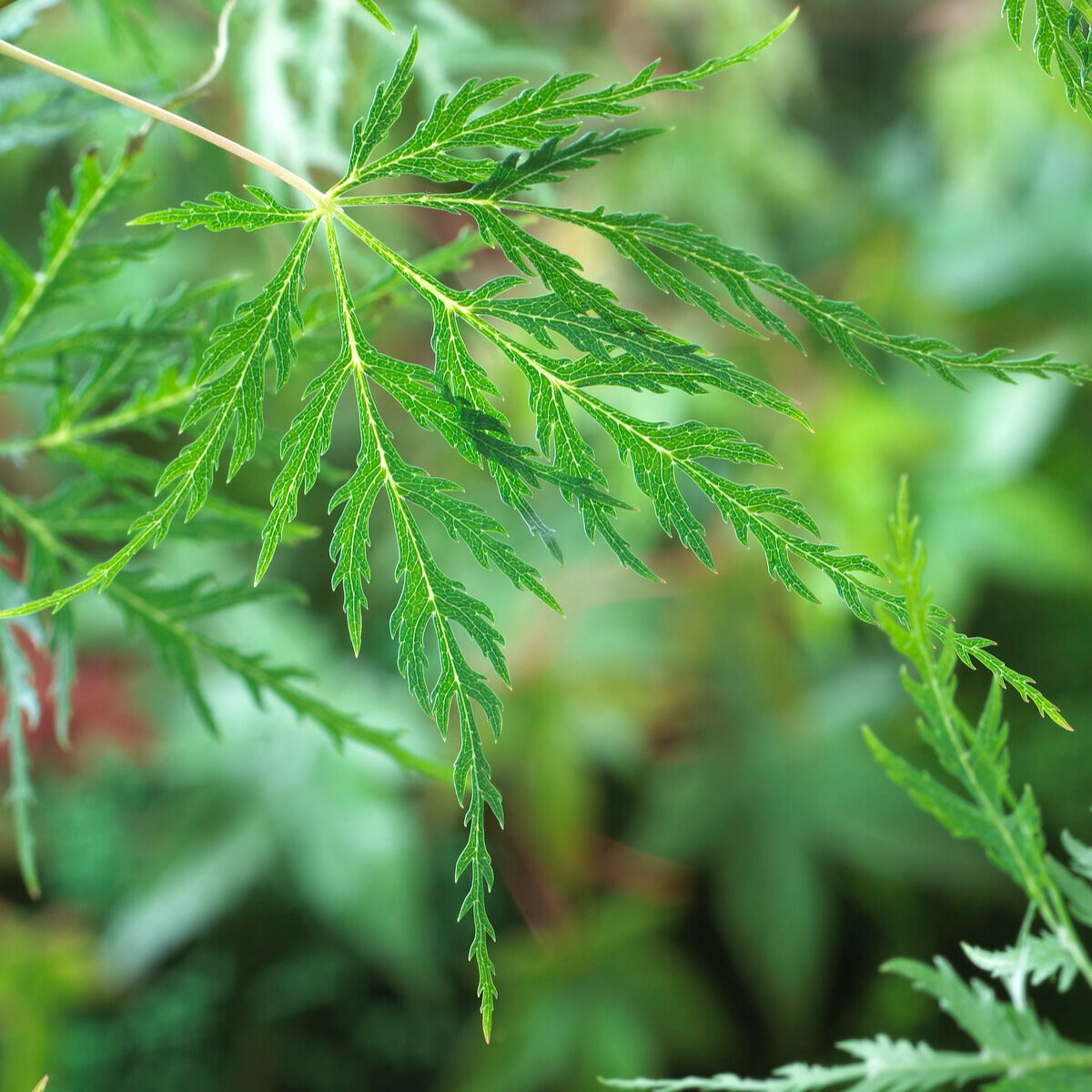 Fächerahorn 'Emerald Lace' - Acer palmatum emerald lace - Bakker