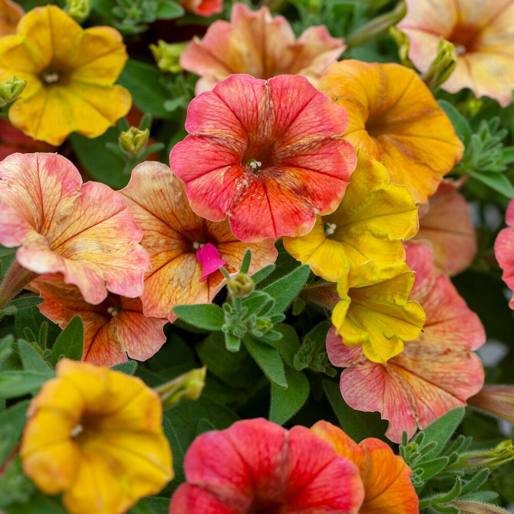 Hängepetunien 'Indian Summer' (x3) - Petunia cascadias Indian Summer - Bakker