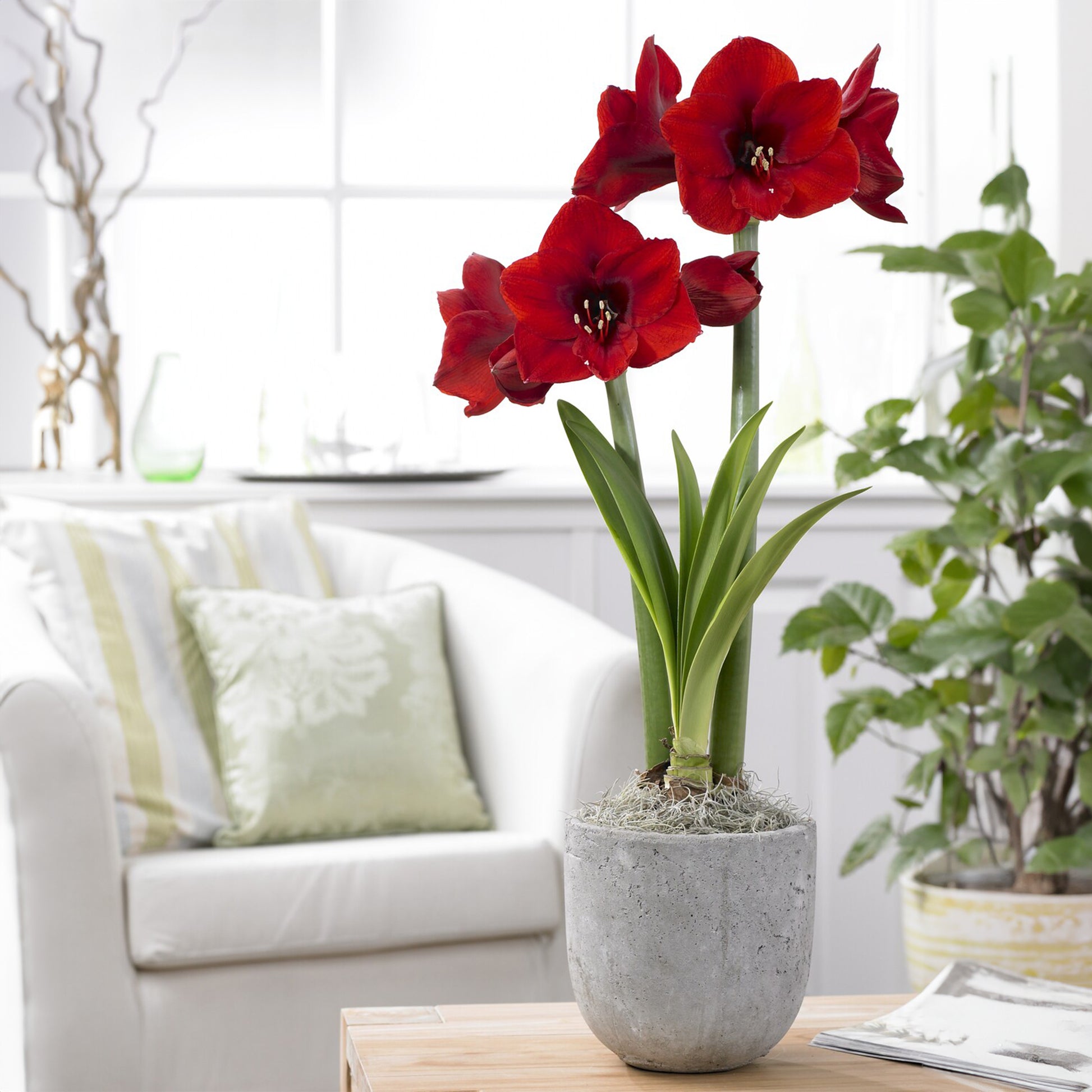 Amaryllis-Zwiebeln - Ritterstern ‘Red Lion’ - Amaryllis red lion