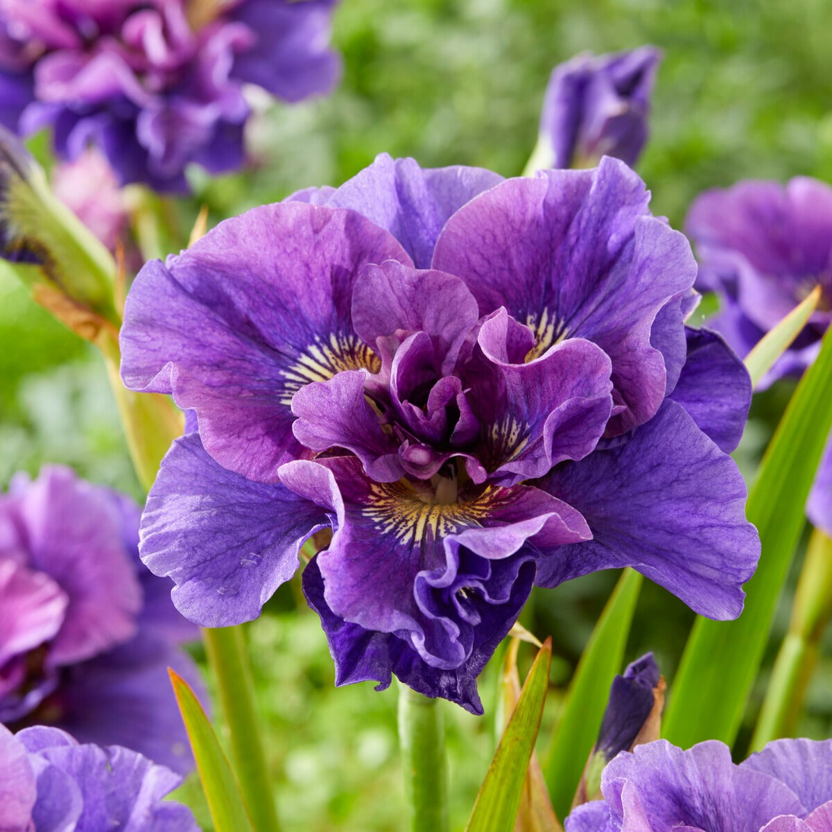Verkauf Sibirische Schwertlilien Mischung - Iris sibirica Double Standard,  Concord Crush,  Pink Parfait