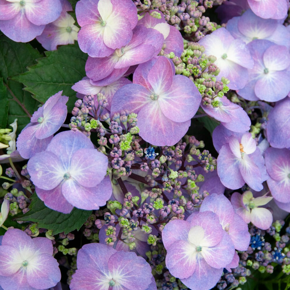 Bauernhortensie Blueberry Cheesecake - Hydrangea macrophylla Blueberry Cheesecake - Bakker