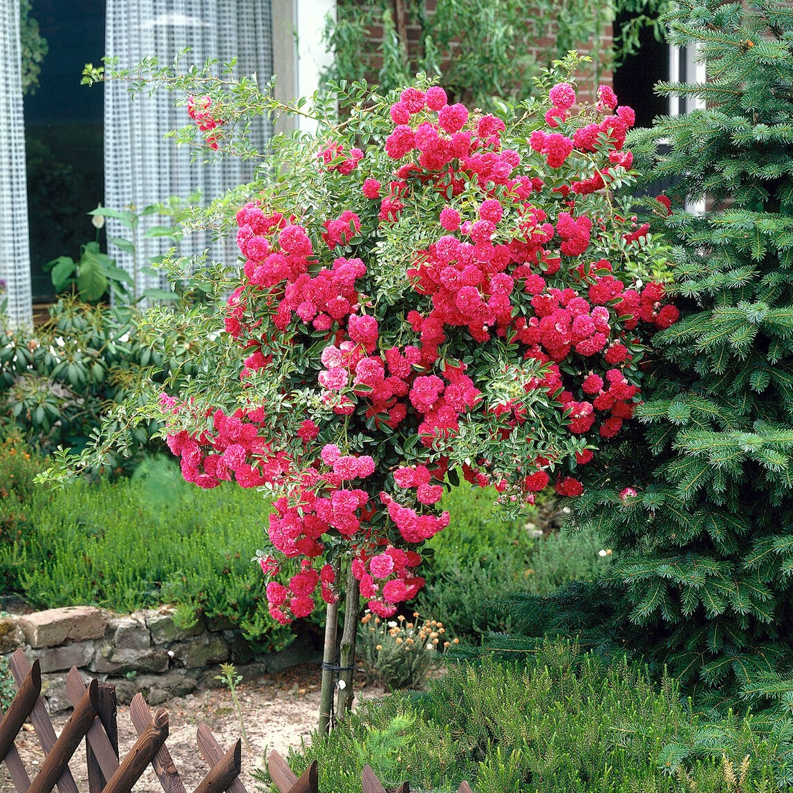 Stammrose Excelsa - Bakker