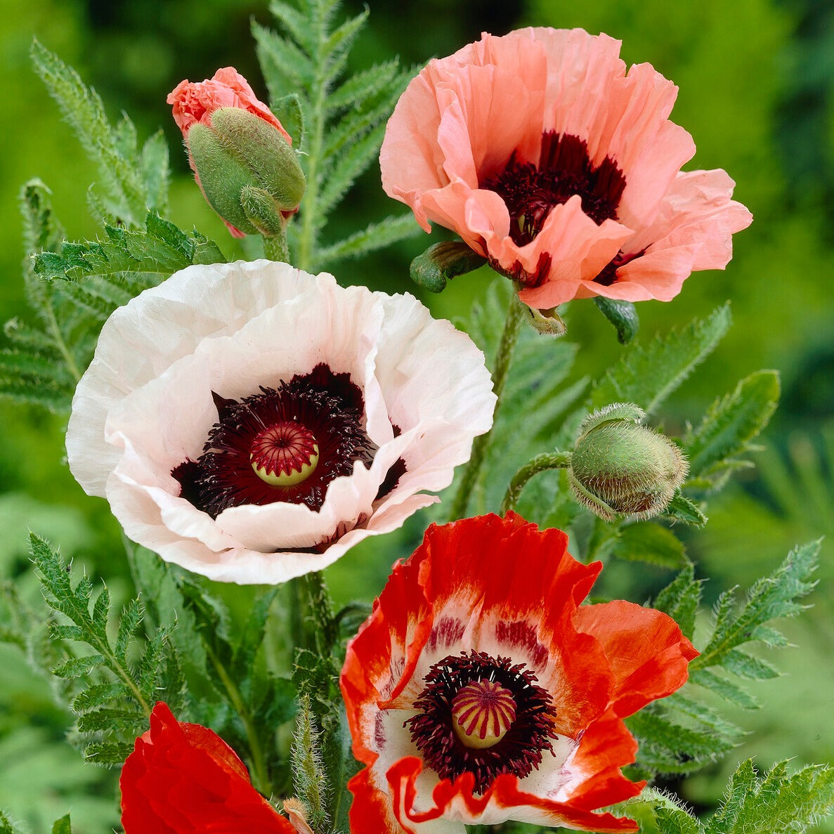 Papaver orientale - Orientalischer Mohn Mischung (x3) - Stauden