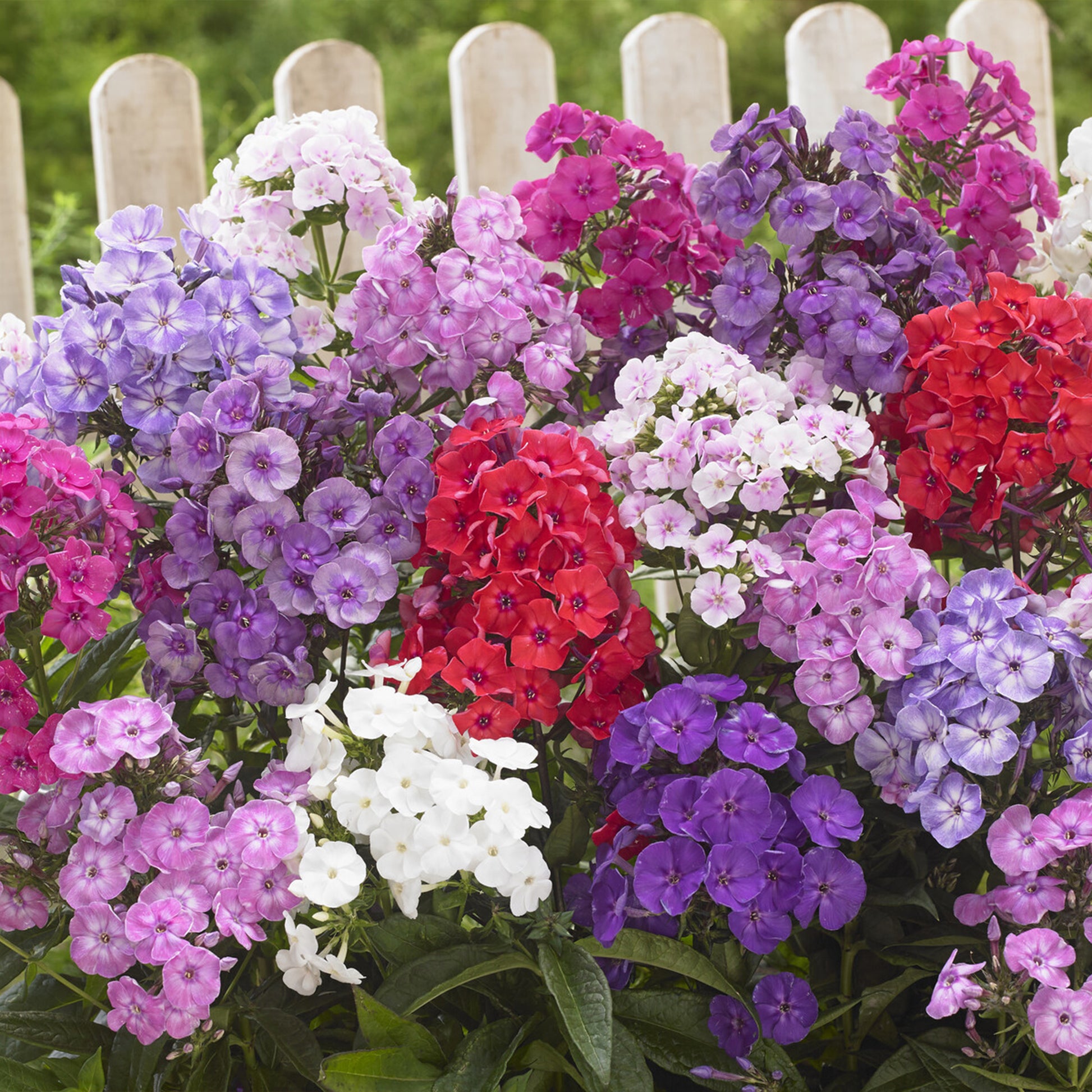 Stauden - Stauden-Kollektion (x15) - Helenium, Monarda,  Phlox paniculata, Rudbeckia Goldstrum, Gypsophila paniculata, Liatris spicata, Solidago, Astilbe