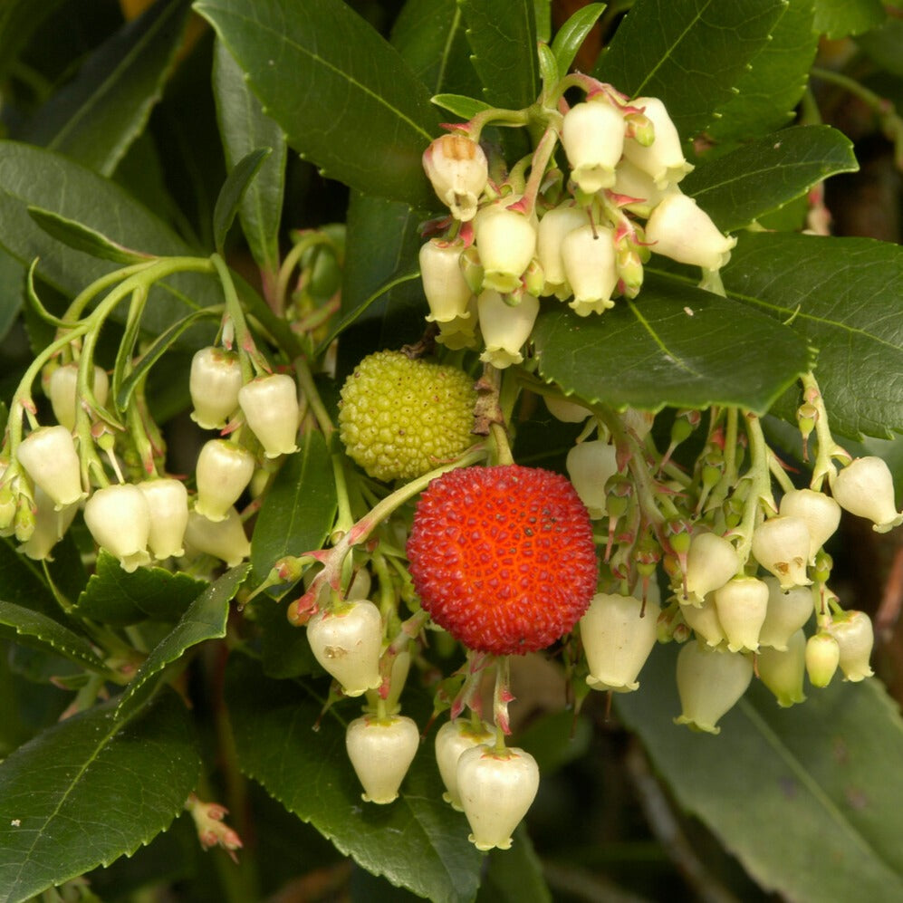 Immergrüne Sträucher - Erdbeerbaum - Arbutus unedo