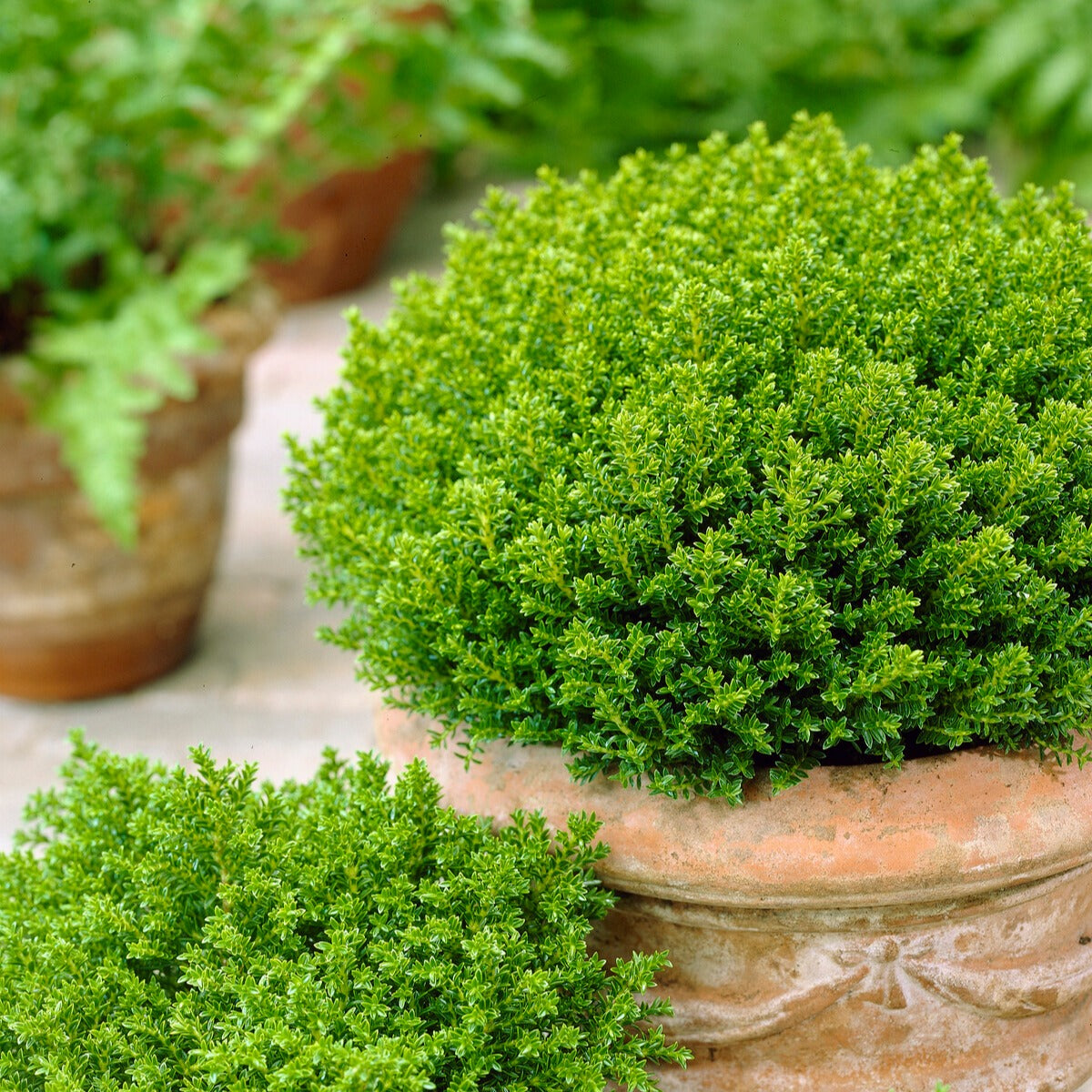 Strauch-Ehrenpreis ‘Emerald Green’ - Bakker
