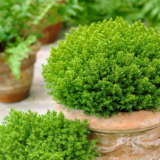 Strauch-Ehrenpreis ‘Emerald Green’ - Bakker