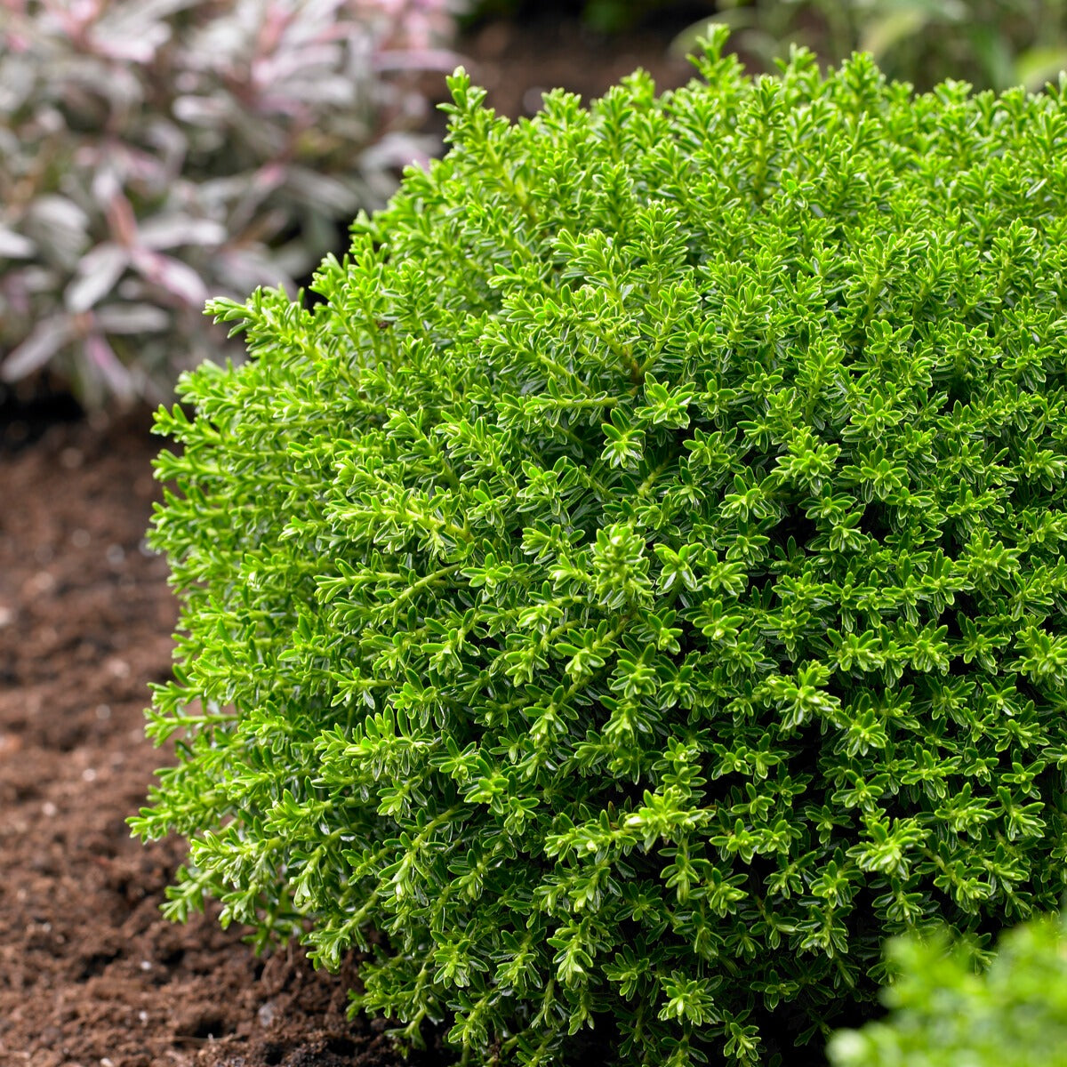 Strauch-Ehrenpreis ‘Emerald Green’ - Hebe Emerald Green - Bakker