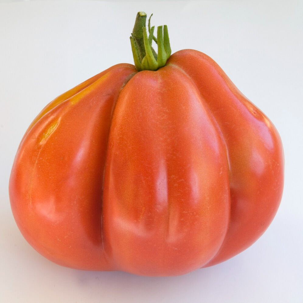 Tomate Liguria - Solanum lycopersicum liguria - Bakker