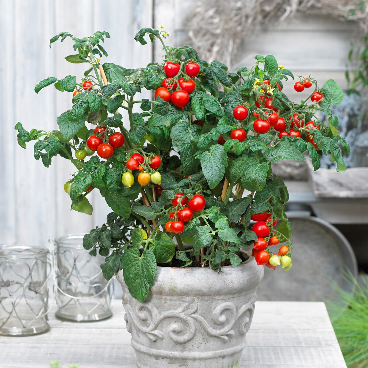Cherrytomate ‘Heartbreaker Vita’ F1 - Bakker