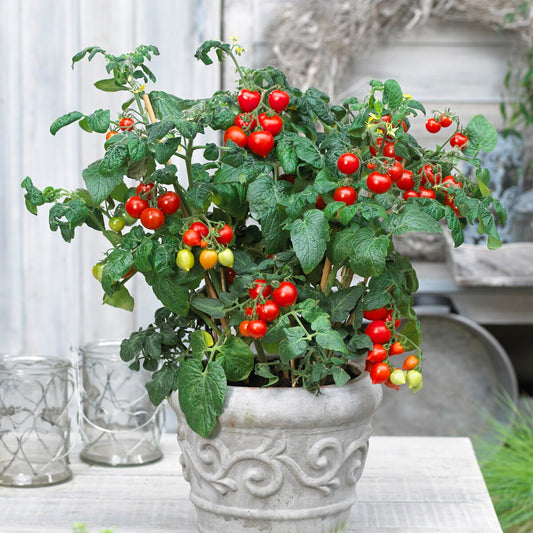 Cherrytomate ‘Heartbreaker Vita’ F1 - Bakker
