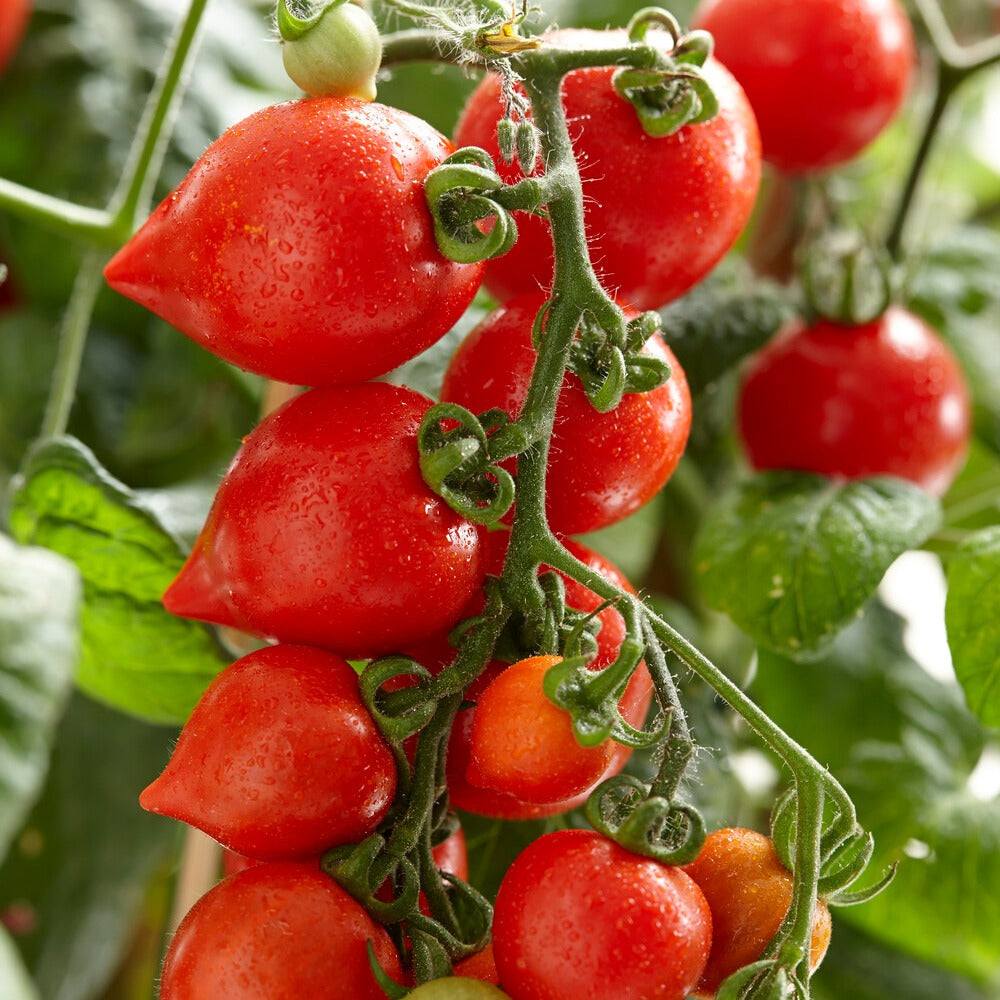 Solanum lycopersicum heartbreaker vita f1 - Cherrytomate ‘Heartbreaker Vita’ F1 - Samen für Tomaten