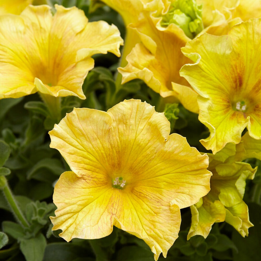 Riesen-Petunien gelb (x3) - Petunia Happy Giant Yellow - Bakker