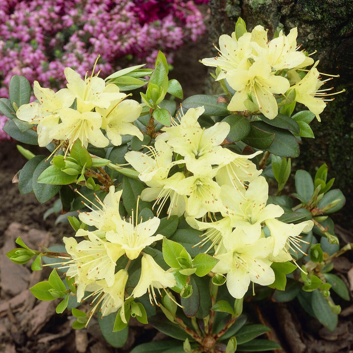 Zwerg-Alpenrose Princess Anne - Bakker