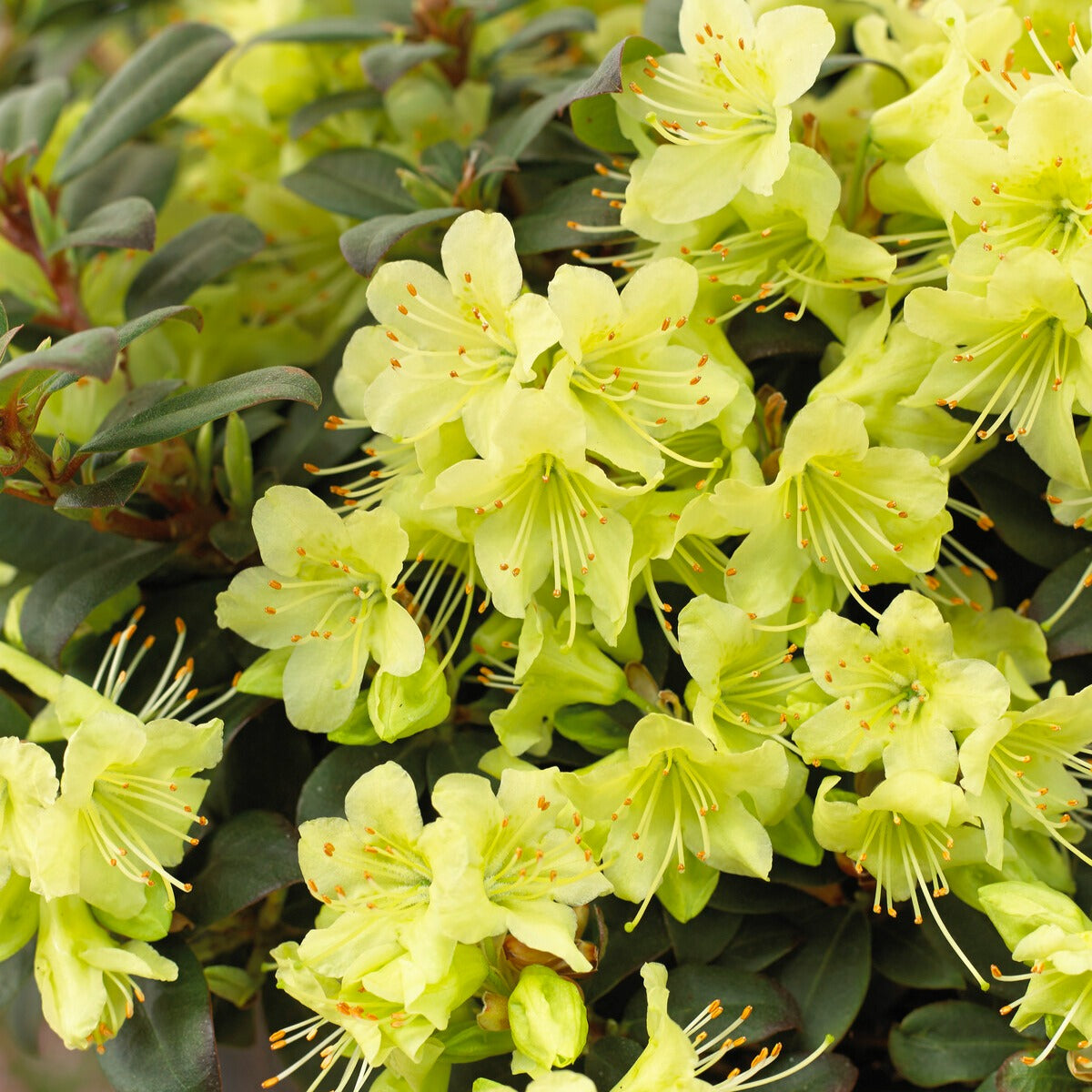 Rhododendron Princess Anne - Zwerg-Alpenrose Princess Anne - Rhododendron