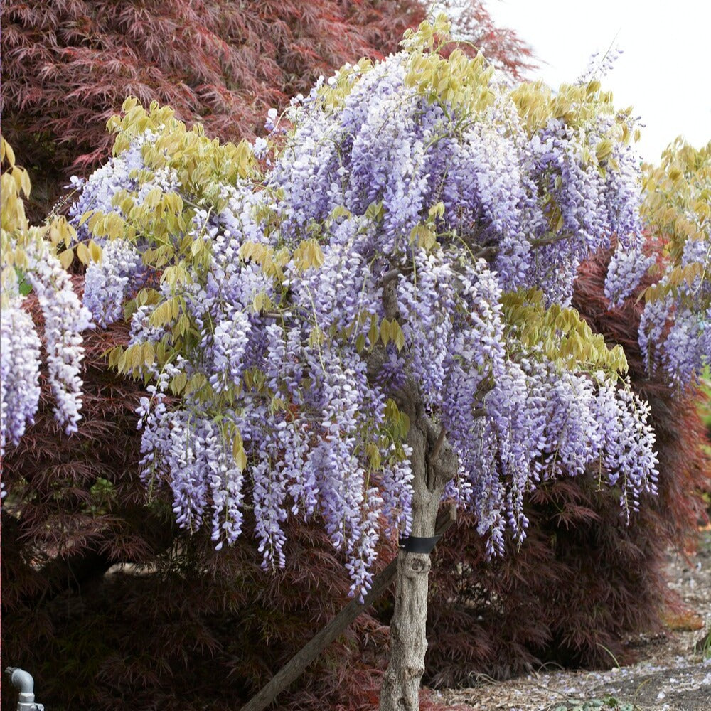 Chinesischer Blauregen auf Stamm - Wisteria sinensis - Bakker