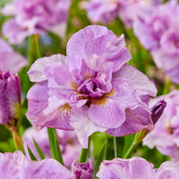 Sibirische Schwertlilie Pink Parfait (x2) - Iris sibirica Pink Parfait - Bakker