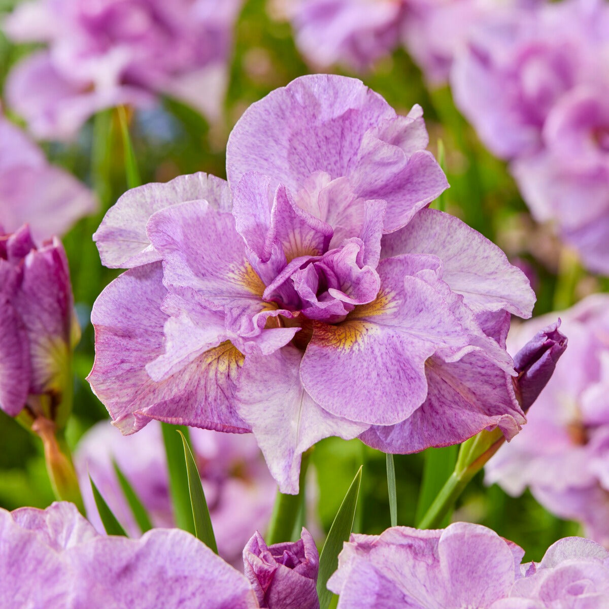 Iris sibirica Double Standard,  Concord Crush,  Pink Parfait - Sibirische Schwertlilien Mischung - Iris sibirica - Sibirische Schwertlilie
