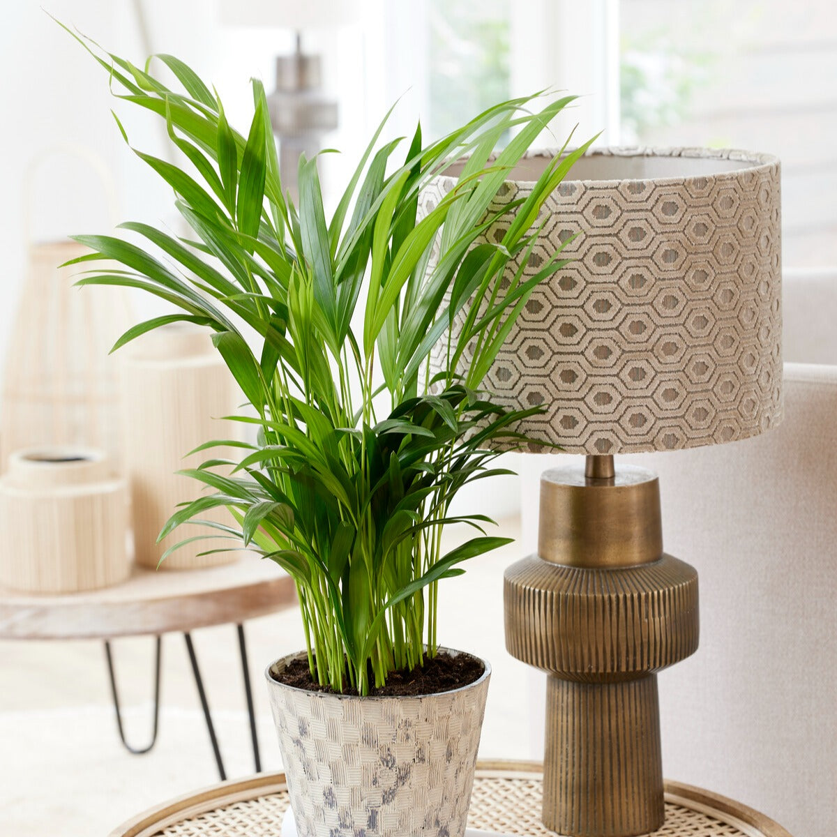 Dypsis lutescens - Goldfruchtpalme - Zimmerpflanzen